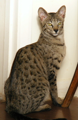Cat Photo