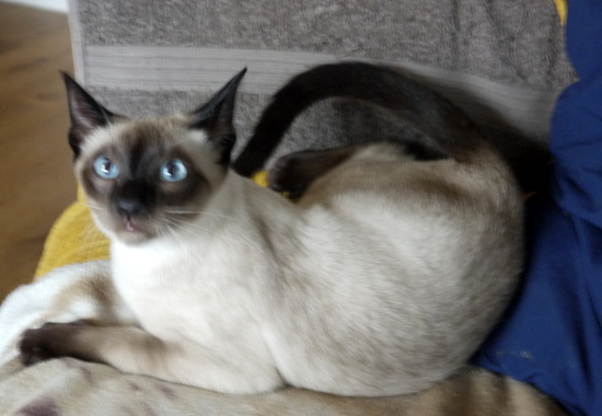 Cat Photo